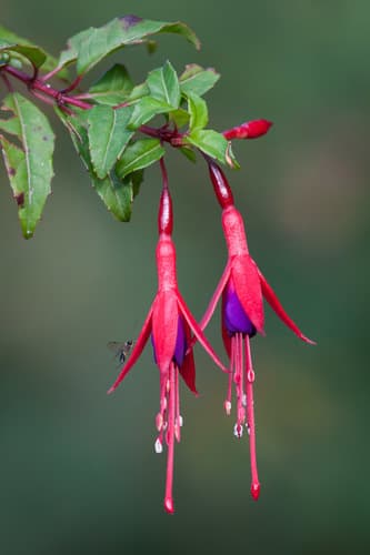Hardy Fuchsia