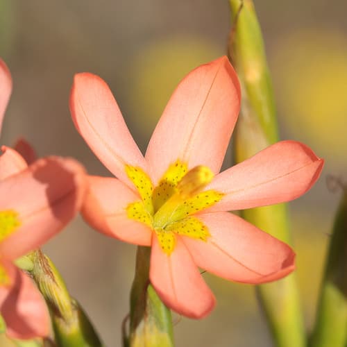 Two-leaved Cape tulip