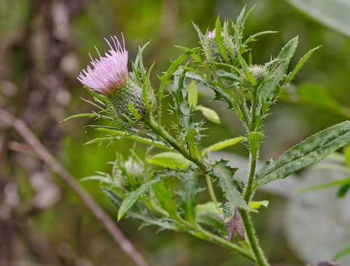 Tall Thistle