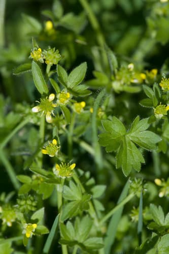 Smallflower Buttercup