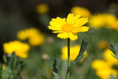 Corn Marigold Flower (Not a Bonsai)
