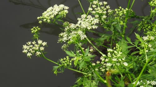 Cutleaf Water Parsnip