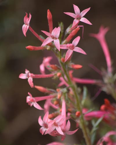 Slendertube Skyrocket Bonsai