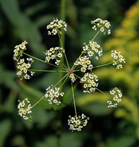 stiff cowbane