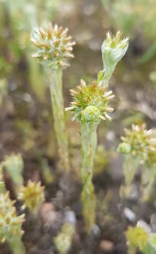 Common Cudweed Bonsai