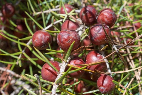 Western Prickly Juniper Bonsai