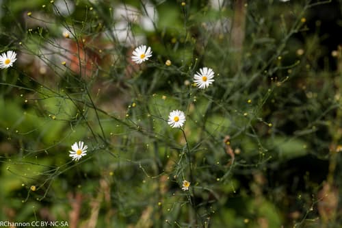 Smallhead Doll's Daisy