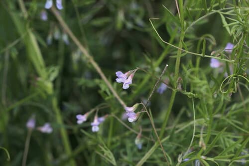 Lentil Vetch