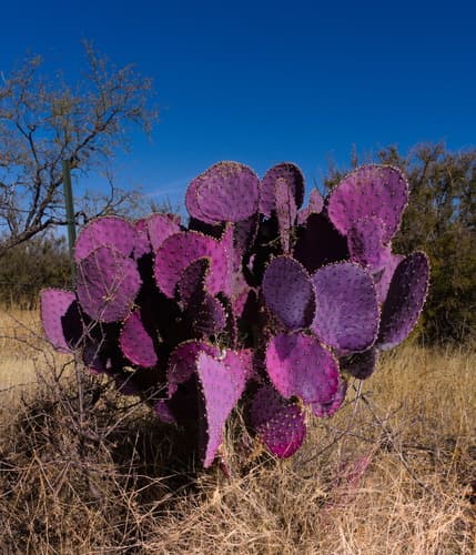 Santa Rita Pricklypear Bonsai