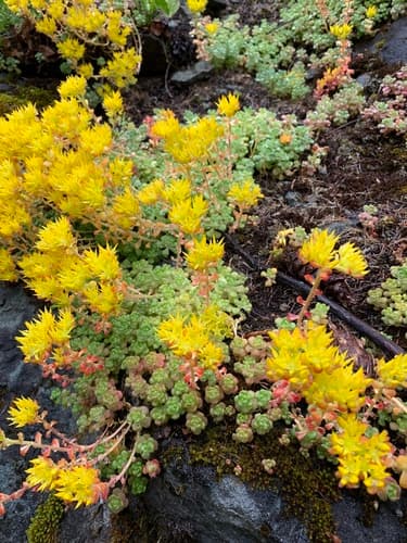 Oregon Stonecrop Bonsai