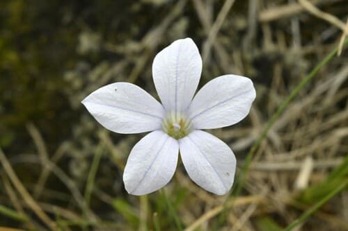 New Zealand Harebell
