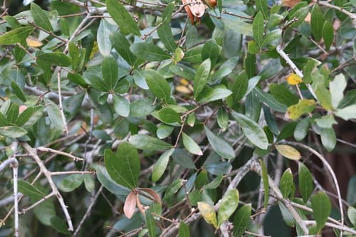 Swamp Laurel Oak Bonsai