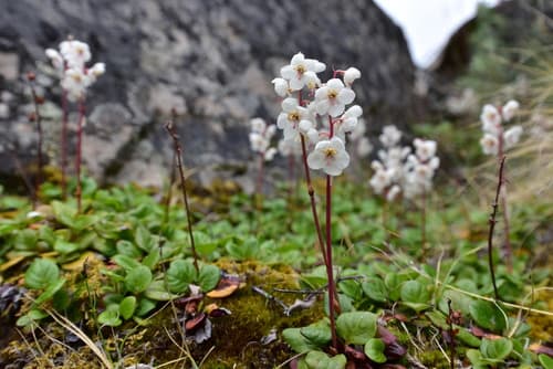 Arctic Wintergreen