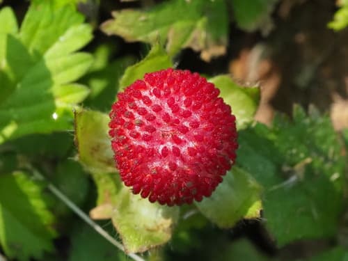 Lesser Mock-strawberry