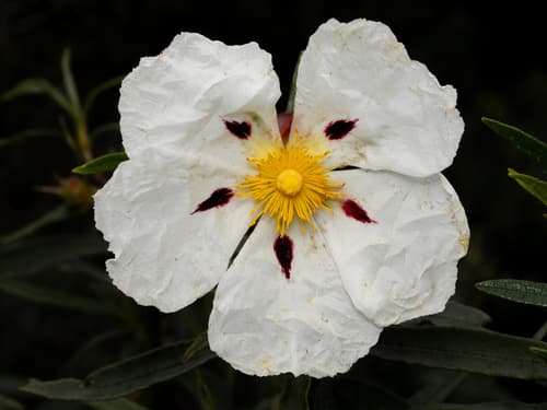 Gum Rock-rose