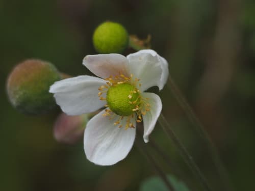 Grape-leaved Windflower