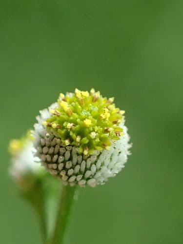 Auriculate Dichrocephala Bonsai
