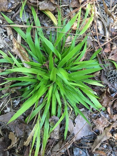 open-flower witchgrass