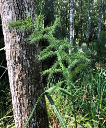Rough Barnyard Grass Bonsai