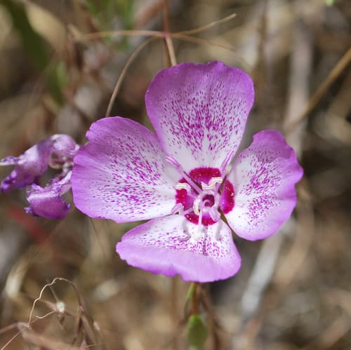 Speckled Clarkia