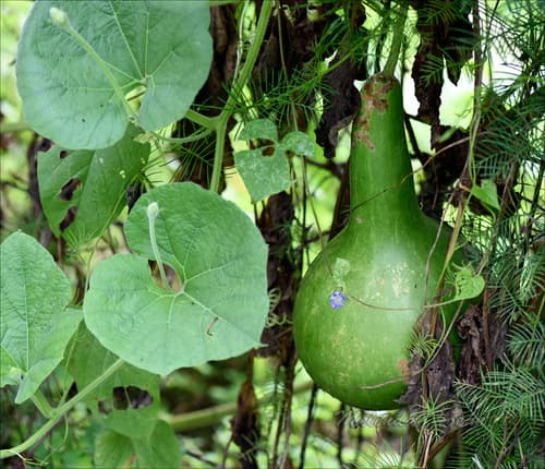 Calabash Gourd Plant