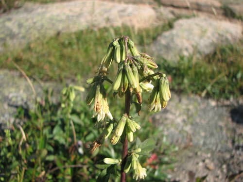 Three-leaved Rattlesnake Root