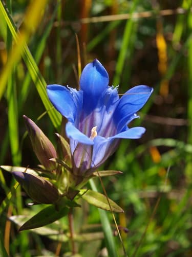 Downy Gentian Flower