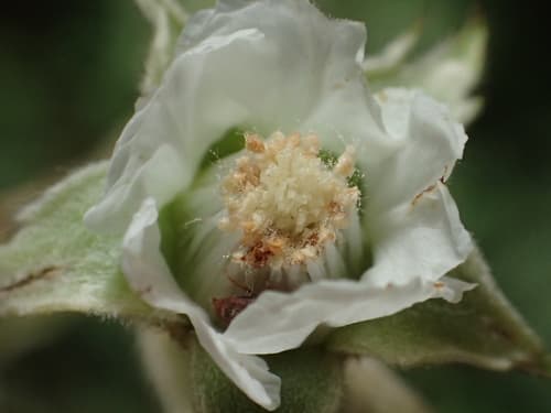 Formosan Raspberry Bonsai