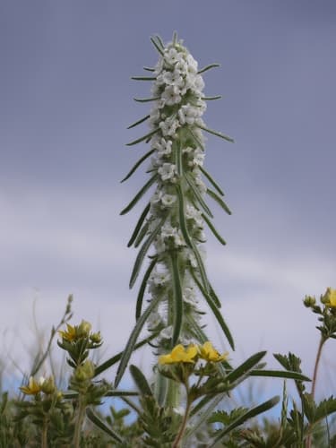 Miner's Candle Bonsai