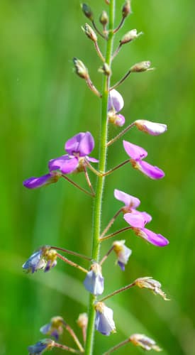 Japanese Black Pine Bonsai