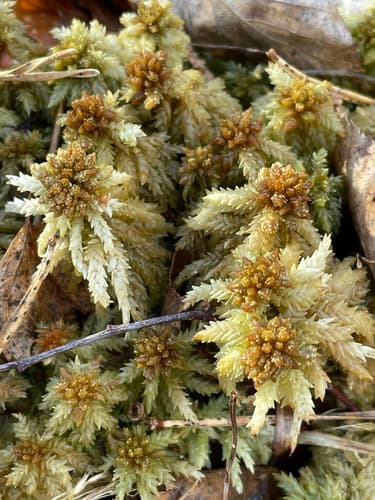 Prairie Peatmoss