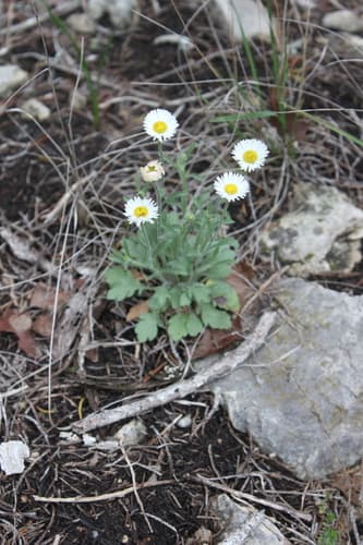 Plains fleabane