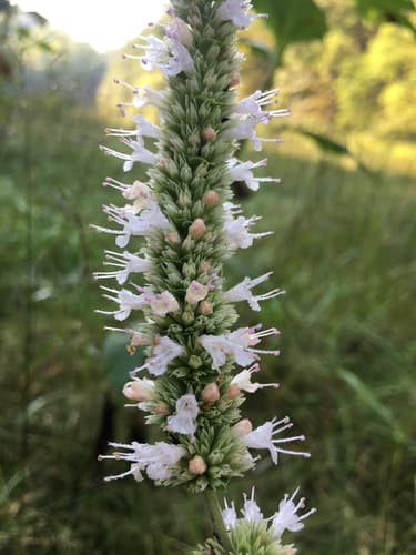 Purple Giant Hyssop