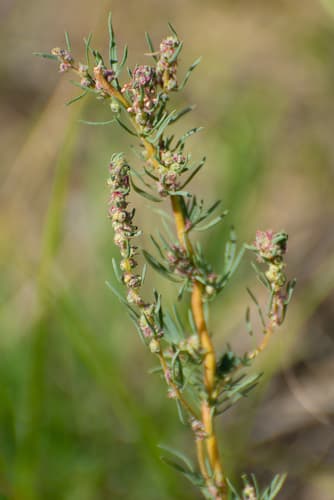 Forage Kochia