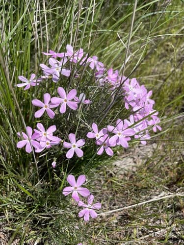 Longleaf Phlox
