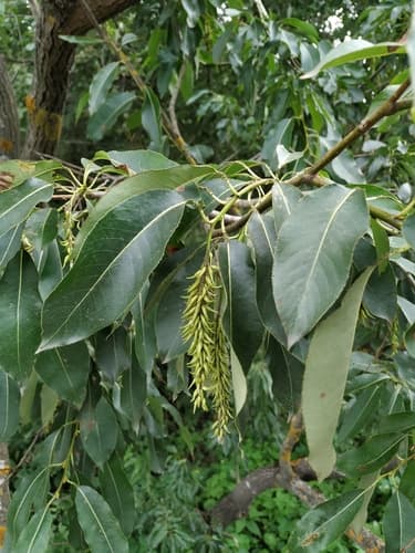 Laurel Willow Bonsai