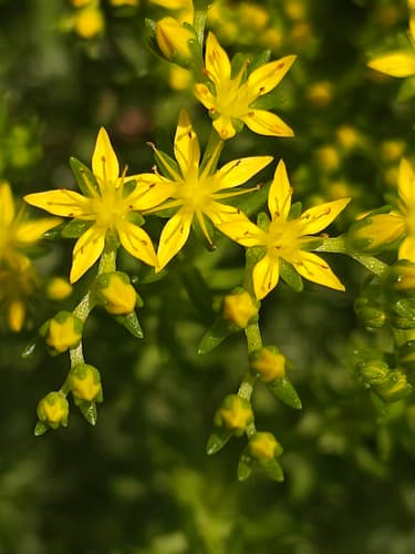 Mexican Stonecrop