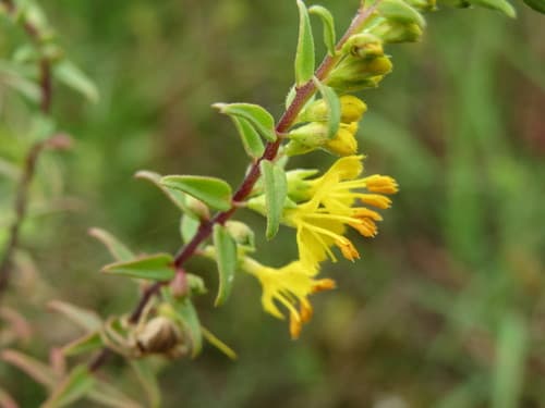 Yellow Odontites Bonsai