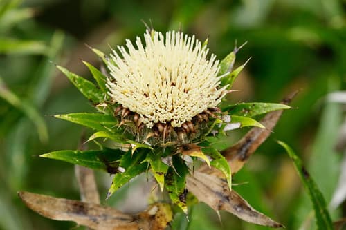 Carlina salicifolia Flower