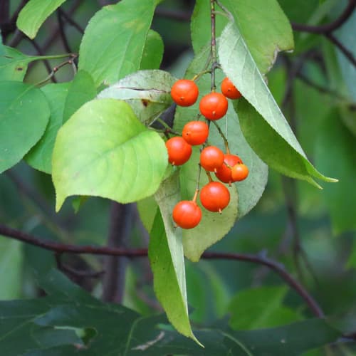 American Bittersweet