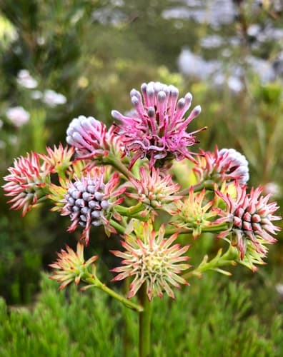 Longstalk Spiderhead