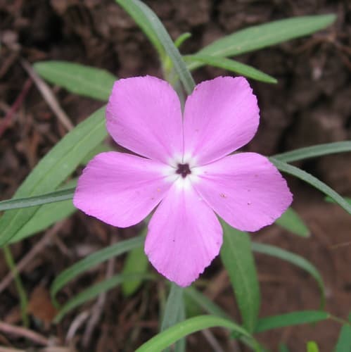 Santa Fe Phlox