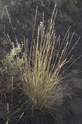 Bluebunch Wheatgrass Bonsai