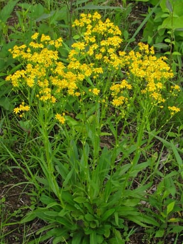 Small's Ragwort