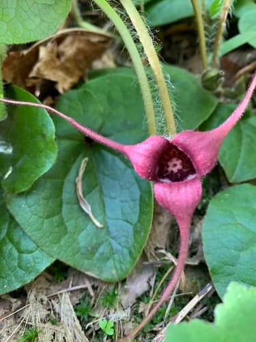 Western Wild Ginger