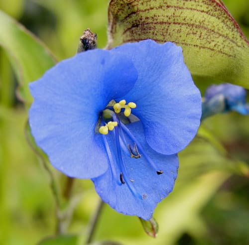 Blue Spiderwort