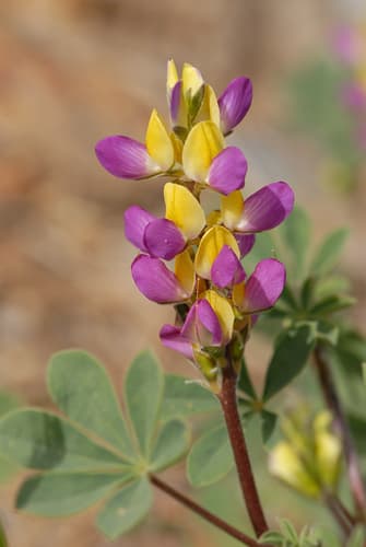 Harlequin Lupine
