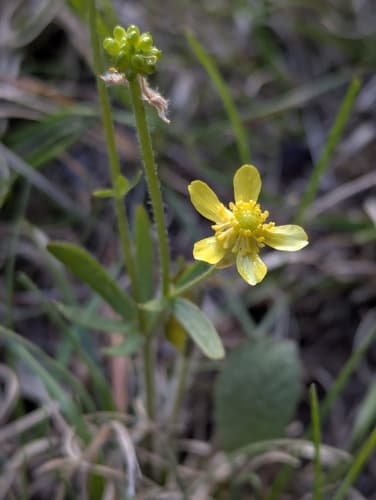 Prairie Buttercup