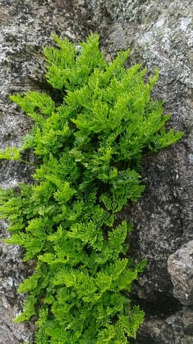 Parsley Fern Bonsai
