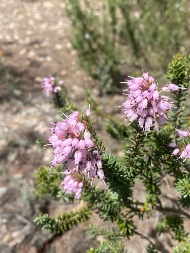 Mediterranean Heath